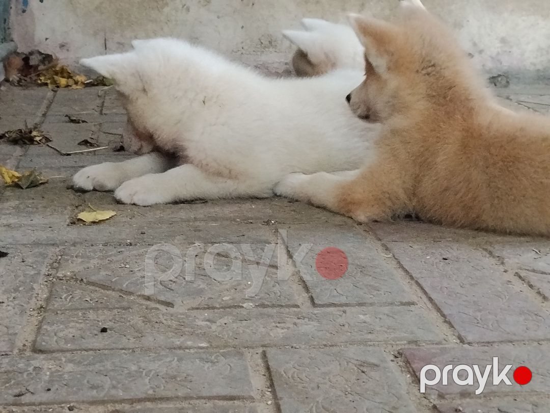 Akita-inu balaları — Köpəklər, Bakı (9)
