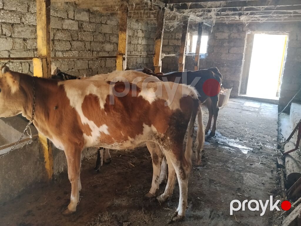 3 baş yerli dişi dana 6 aylıqdılar yem ot yeyirlər tam sağlamdılar pul — Kənd təsərrüfatı heyvanları, Digah (5)
