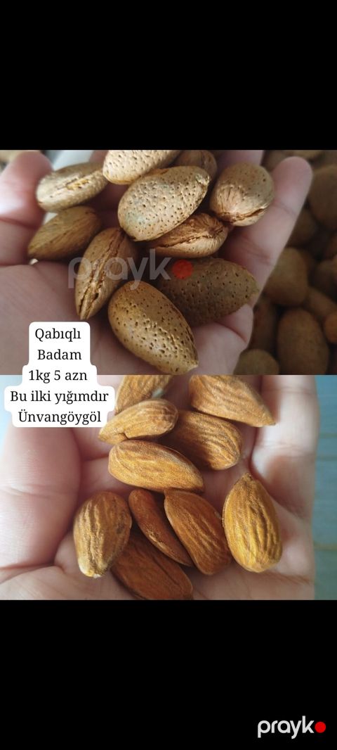 Qabıqlı badam – bu ilki yığım. - Təzə yığılmış, qabığında bütöv badam — Gəncə