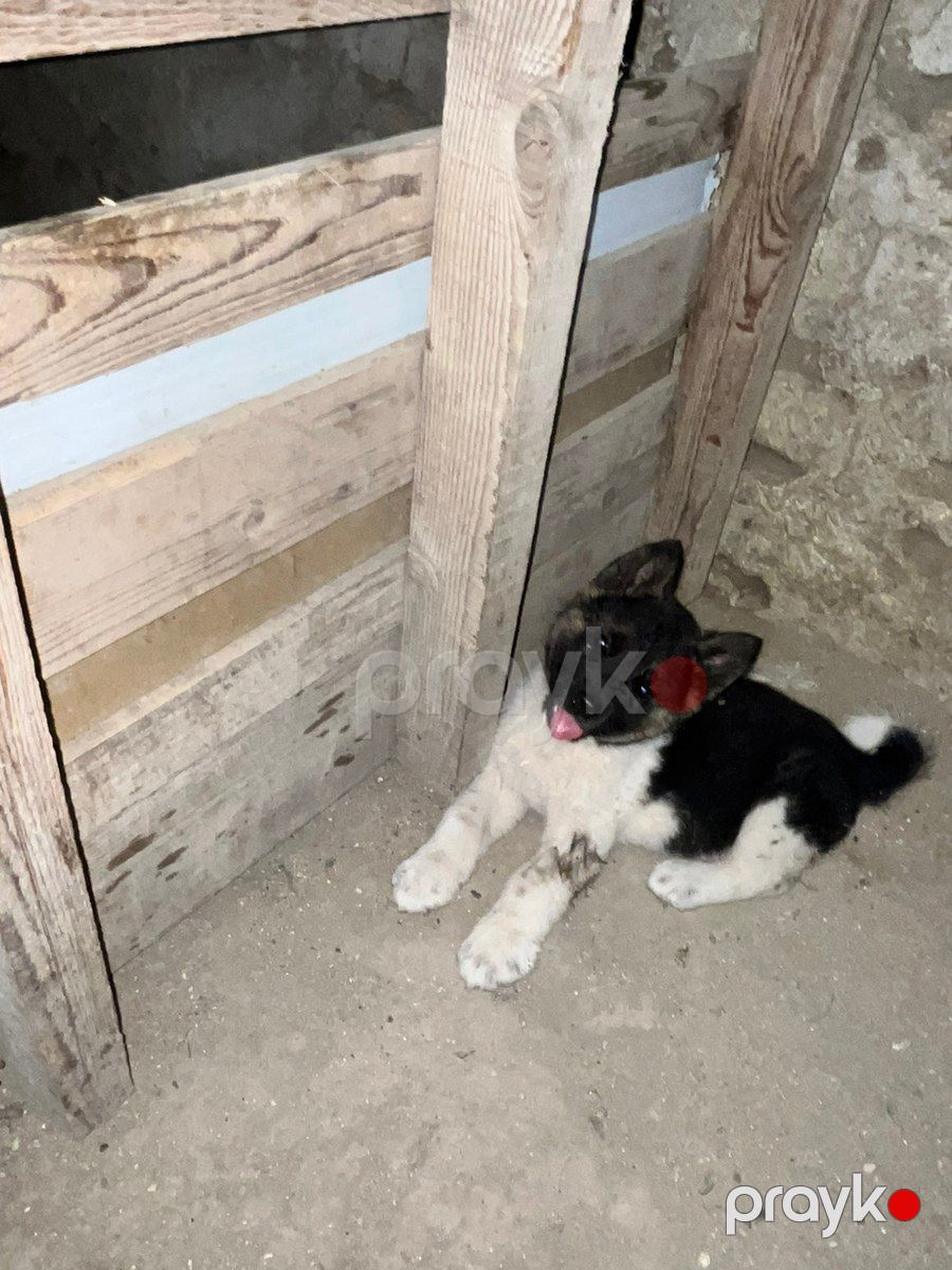 Akita-inu — Köpəklər, Bakı (3)
