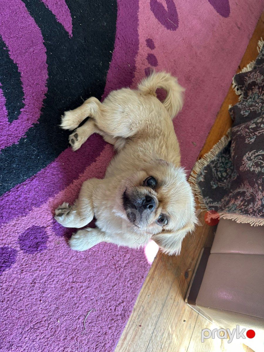 Pekines — Köpəklər, Bakı (3)