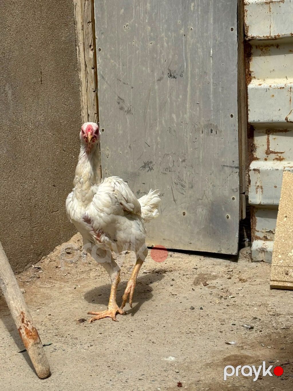 Salam daş pipik cins heyratı 1 illik tam sağlam aktiv — Digərləri, Bakı (3)
