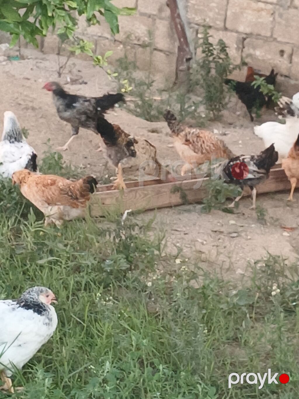 Toyuq, Ətlik, Ünvandan götürmə — Toyuq və xoruz, Bakı (8)