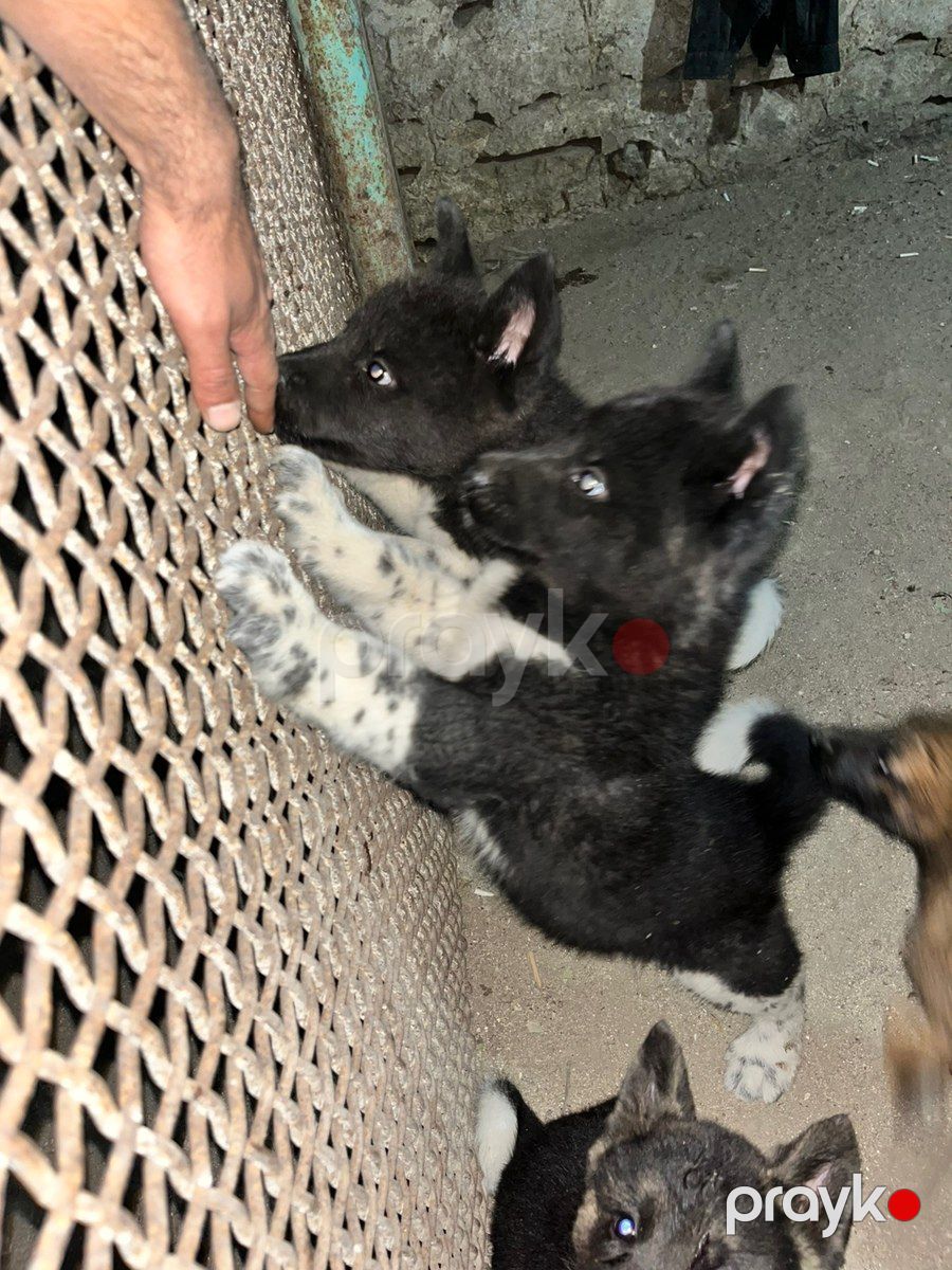 Akita-inu — Köpəklər, Bakı (2)