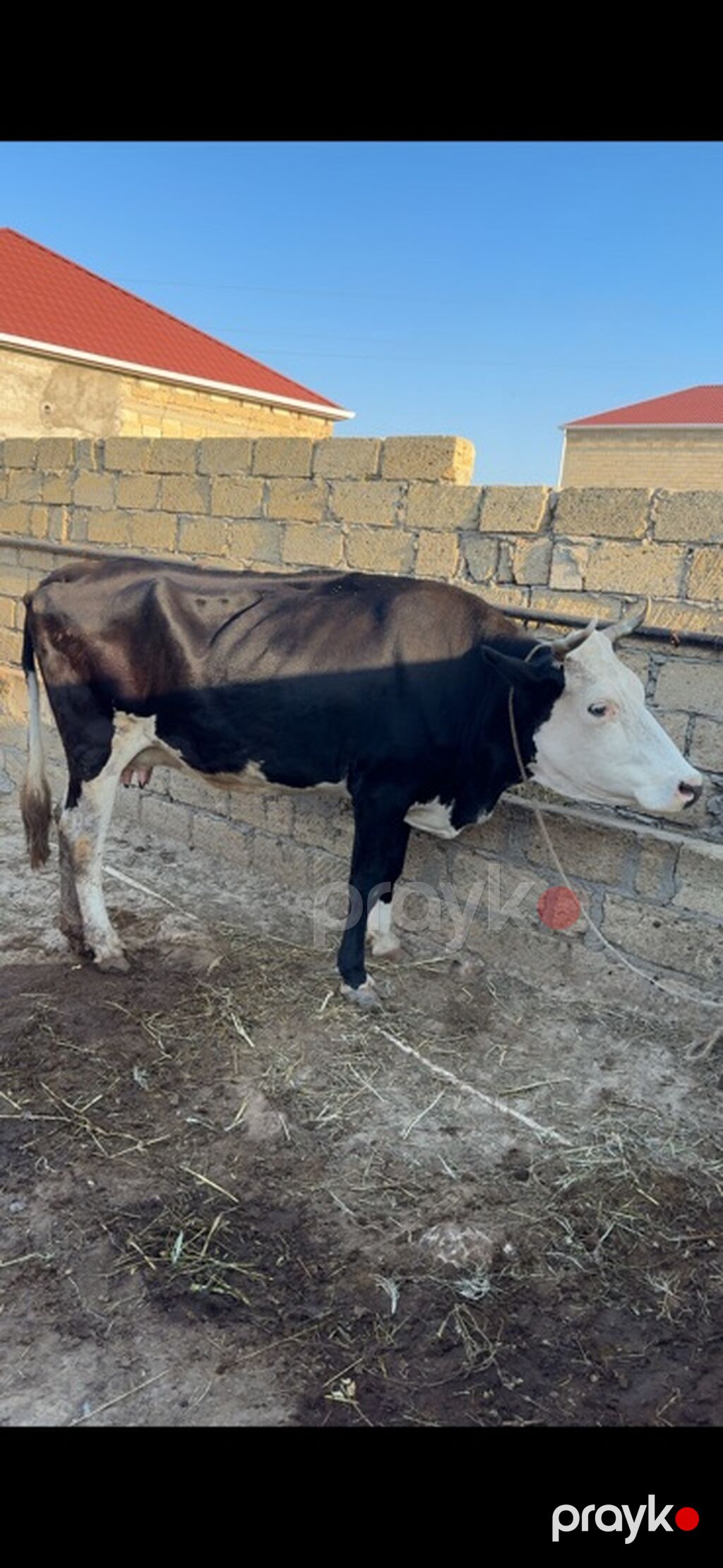 3-cü balanı dekabrda doğacaq. 6 ayı tamamdır. Simmentalla ivanofka — Kənd təsərrüfatı heyvanları, Sumqayıt (2)