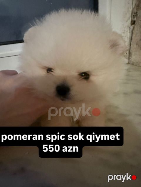 Şpitz — Bakı