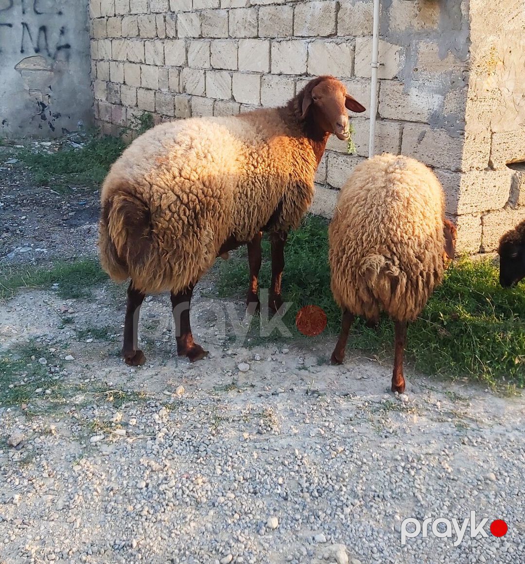 Qoçlar — Kənd təsərrüfatı heyvanları, Bakı (2)