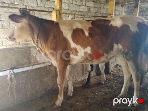 3 baş yerli dişi dana 6 aylıqdılar yem ot yeyirlər tam sağlamdılar pul — Digah