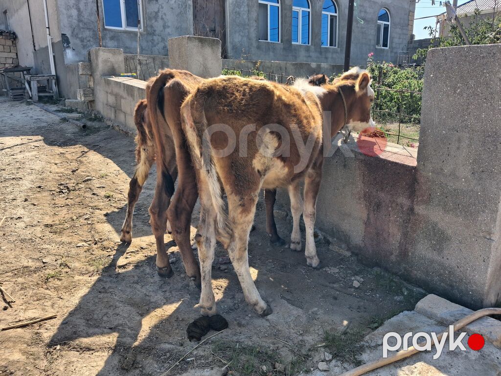 Dana, buzov, Dişi, ay: 6, Damazlıq — Kənd təsərrüfatı heyvanları, Xırdalan (5)