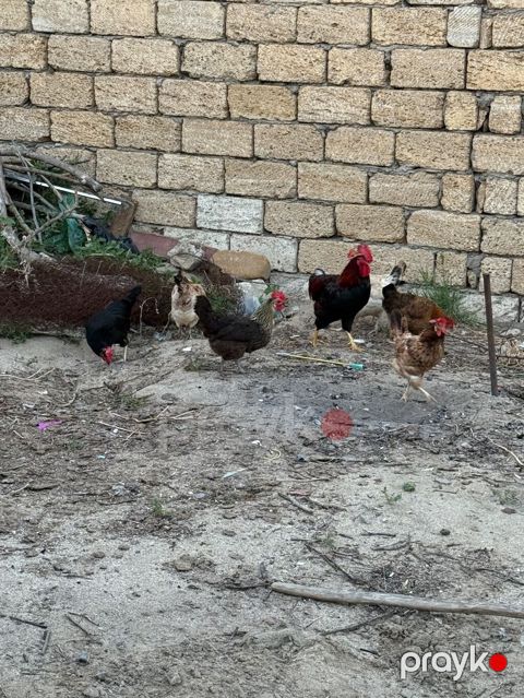 Toyuq, Yumurtalıq, Ünvandan götürmə — Sumqayıt