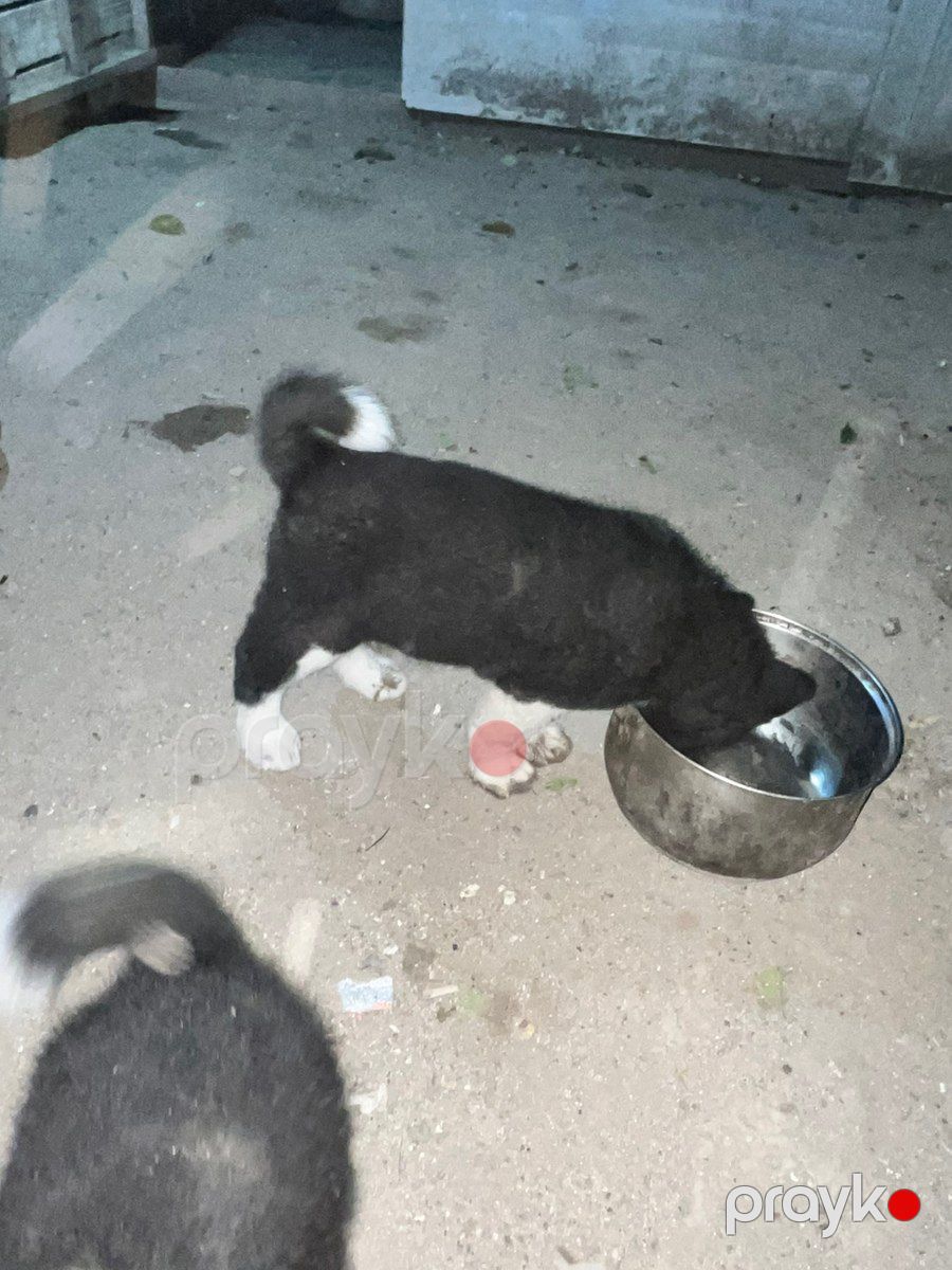 Akita-inu — Köpəklər, Bakı (5)