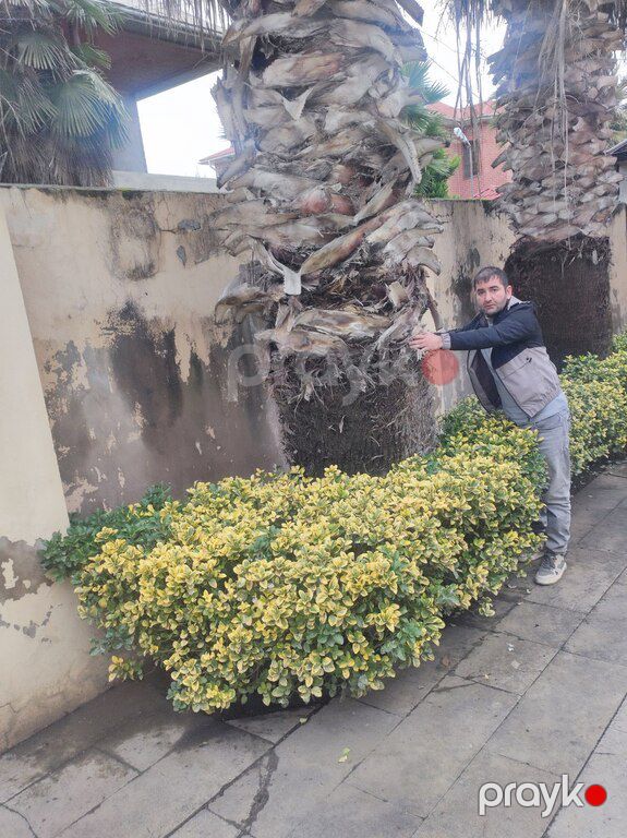 Palma finik — Bitkilər, Bakı (2)