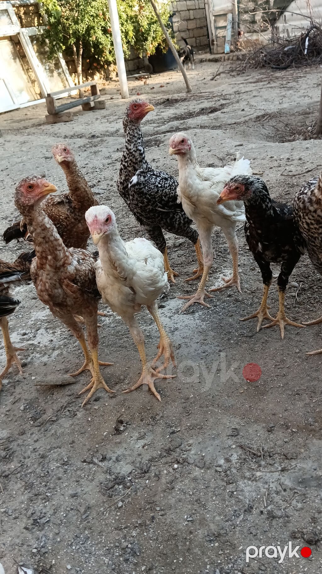 1 Xoruz 4 toyuq hamsı irak sortu pileymutdi hec bir prablemleri — Toyuq və xoruz, Saray (9)