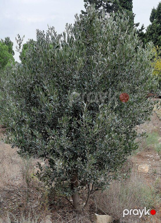 Zeytun ağacı — Bitkilər, Bakı (6)