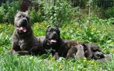 Kane-Korso, 1 ay, Erkək, Peyvəndli — eli — Dogs