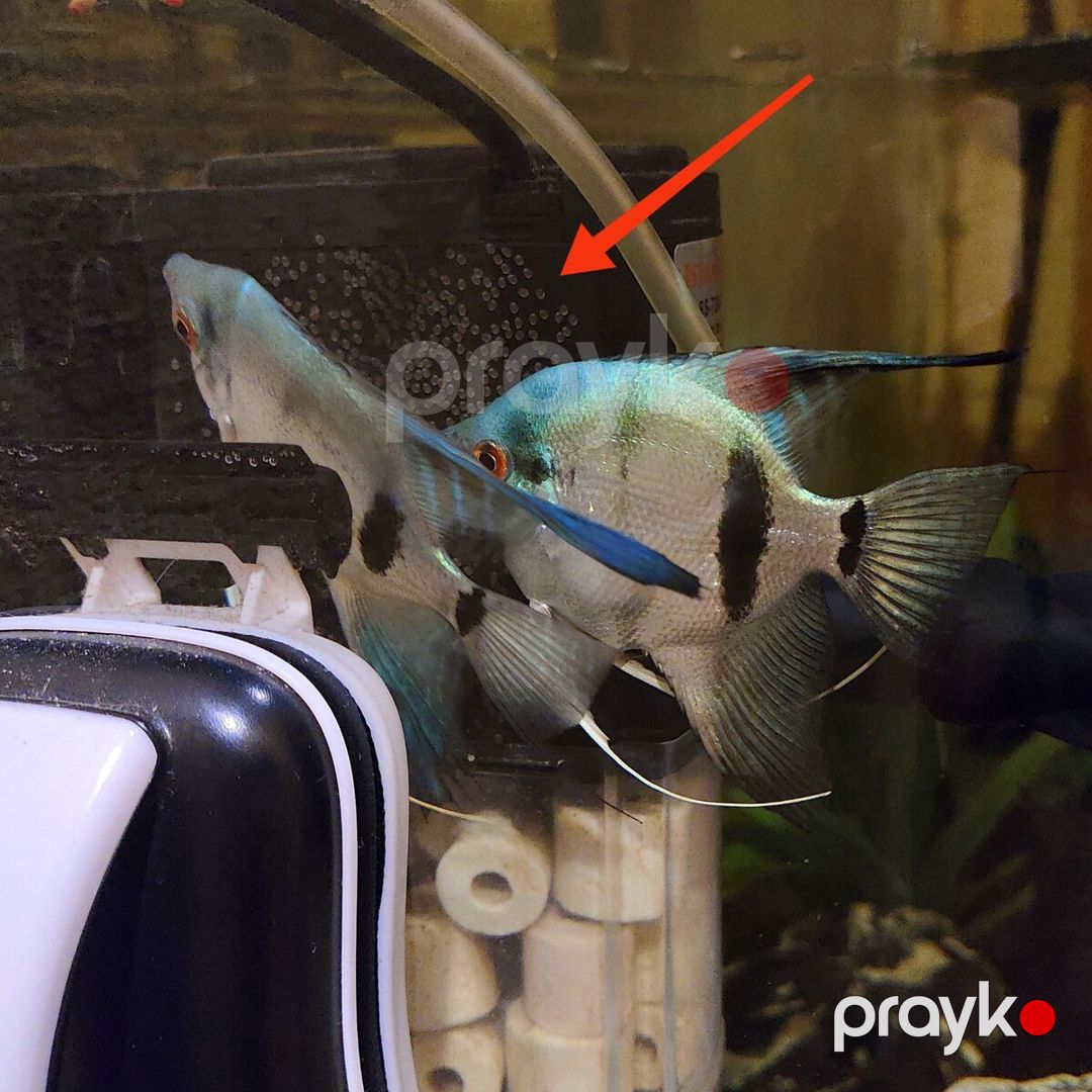 Pterophyllum Scalare Blue Silver zebra cütü — Akvariumlar və balıqlar, Bakı (3)