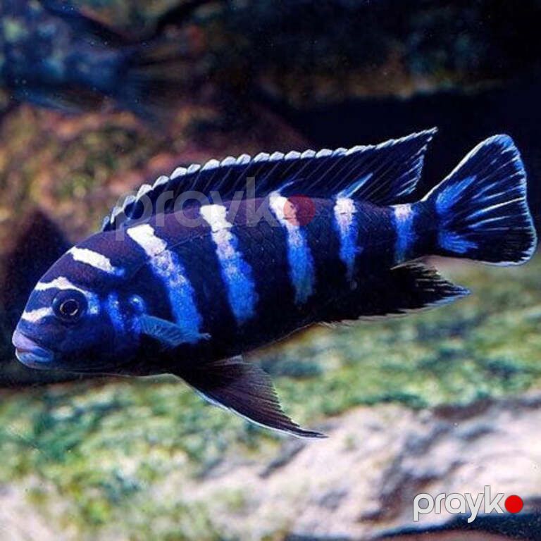 Psevdotrofeus Demasoni balıqları — Akvariumlar və balıqlar, Bakı (2)
