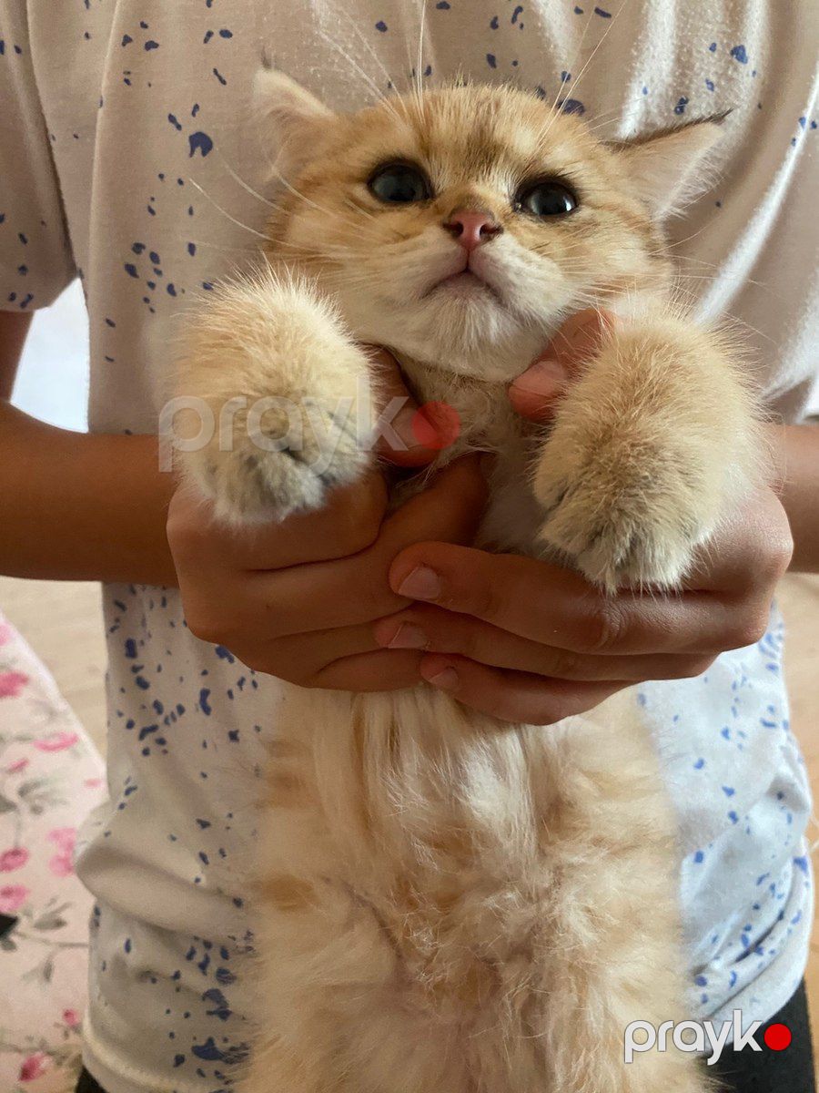 British Longhair pişiyi — Pişiklər, Bakı (6)