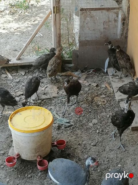 Qırqovul — Bakı