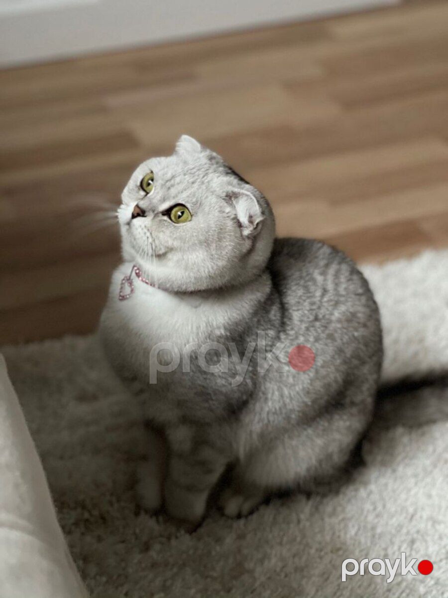 Silver şinşilla — Pişiklər, Bakı (2)
