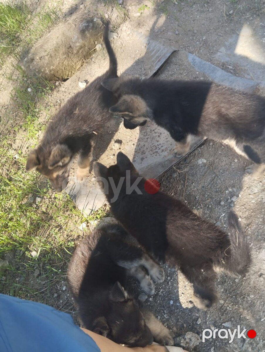 Alman ovçarkası balası — Köpəklər, Bakı (9)