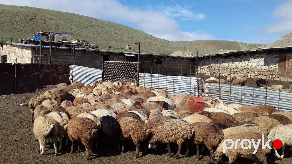 Qoyunlar və quzular — Kənd təsərrüfatı heyvanları, Bakı (5)