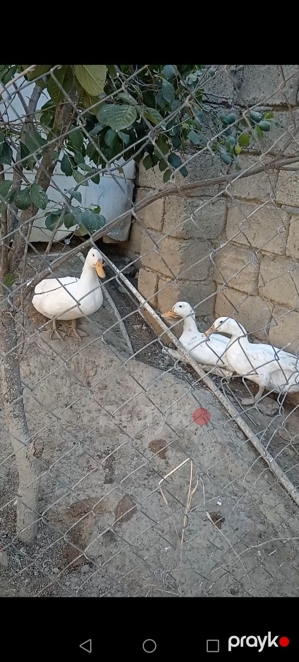 Sesdi ördey 3 ü 40 m — Digərləri, Saray (5)