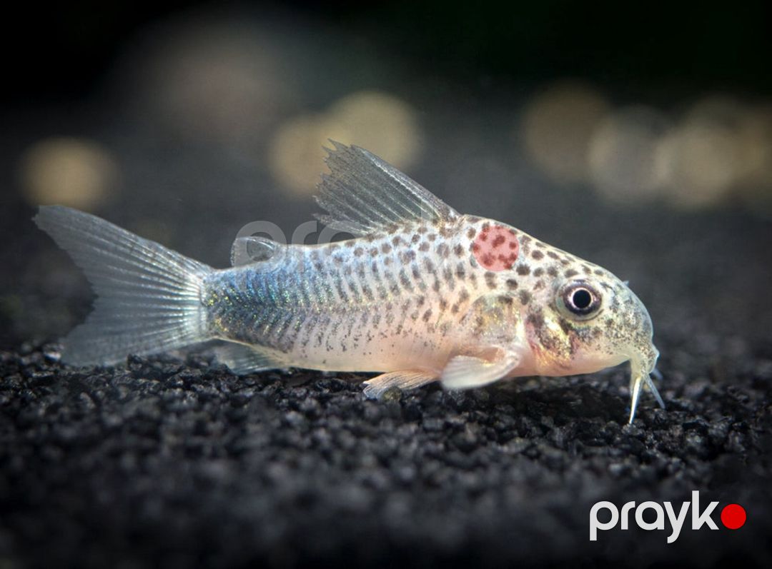 Koridoras Similis — Akvariumlar və balıqlar, Bakı (2)