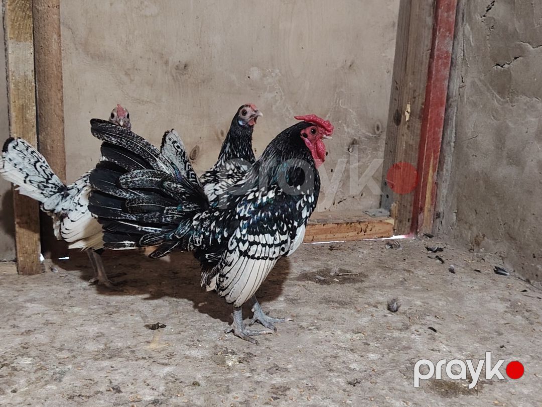 Sibrayt toyuqlar — Quşlar, Bakı (4)
