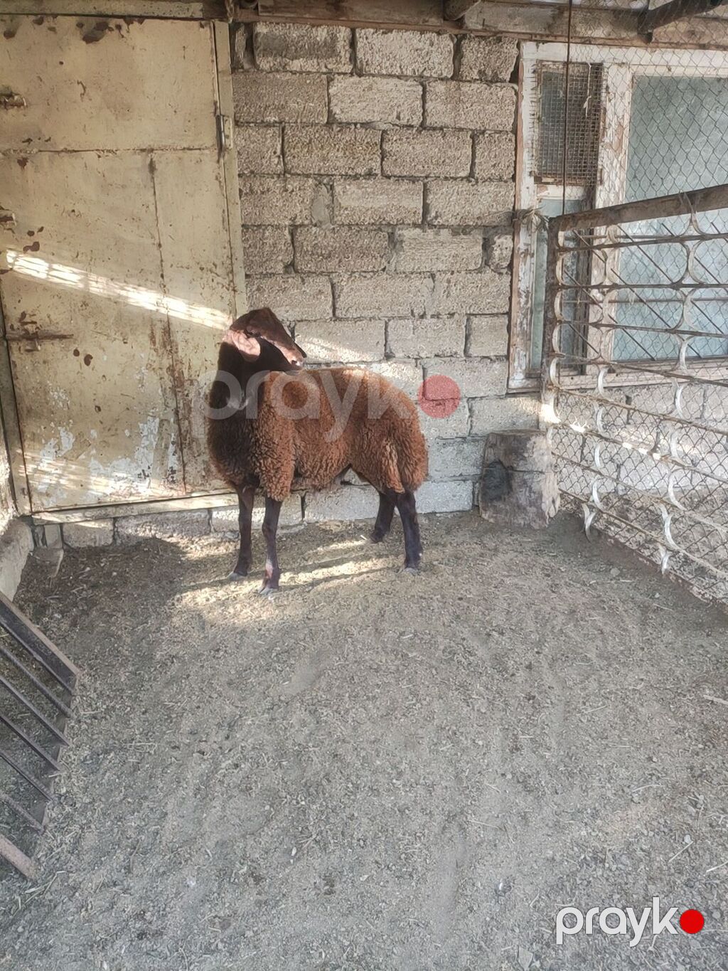 Qala cinsi Erkey toglu — Kənd təsərrüfatı heyvanları, Digah (6)