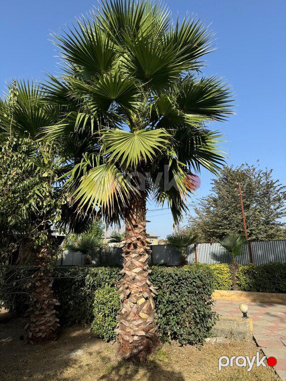 Palma finik — Bitkilər, Bakı (3)