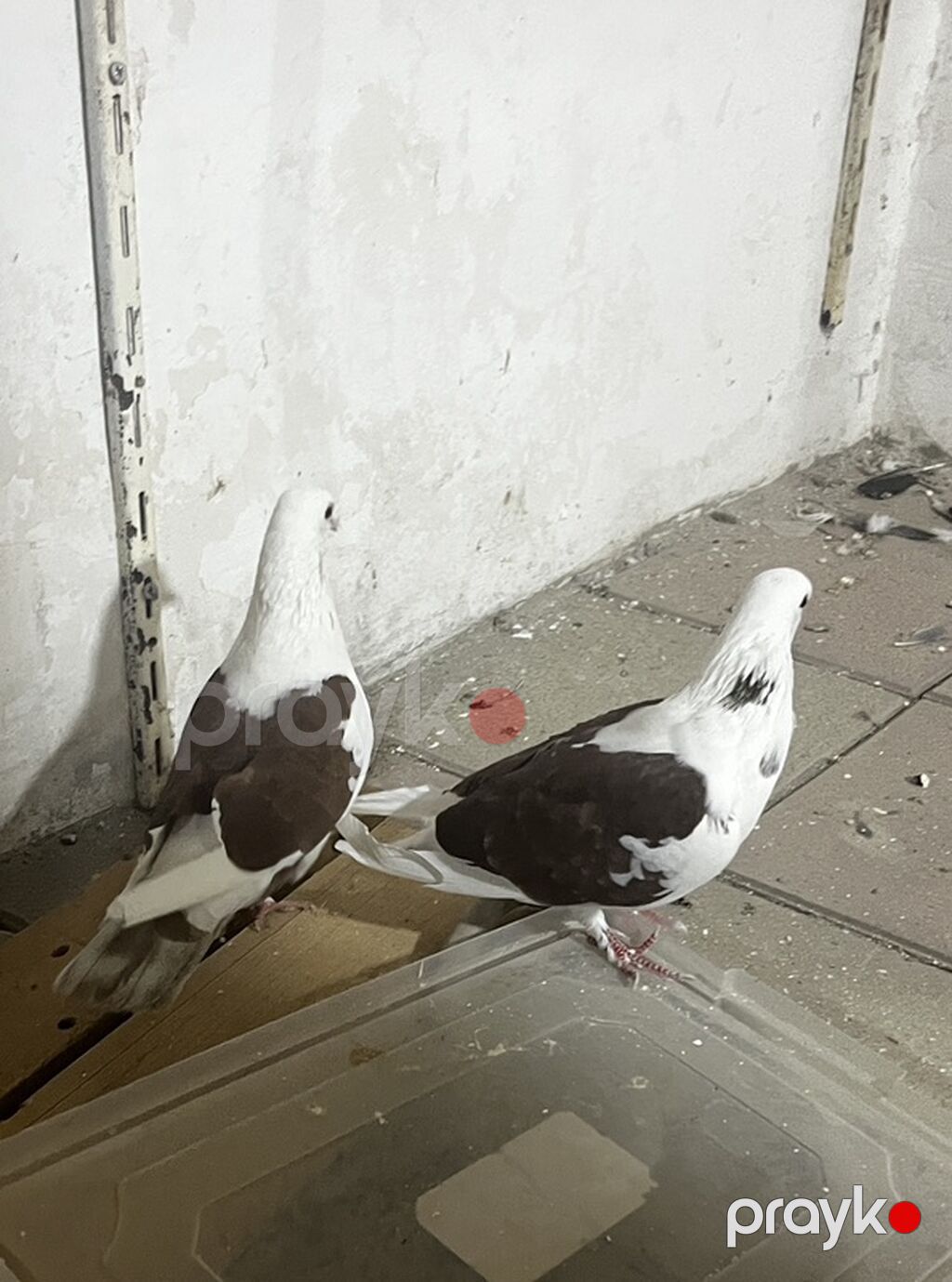 Hazır cüt bakı quşları qan qırmızı çəplərdi təzə cüt vurmuşam — Göyərçin, Digah (3)