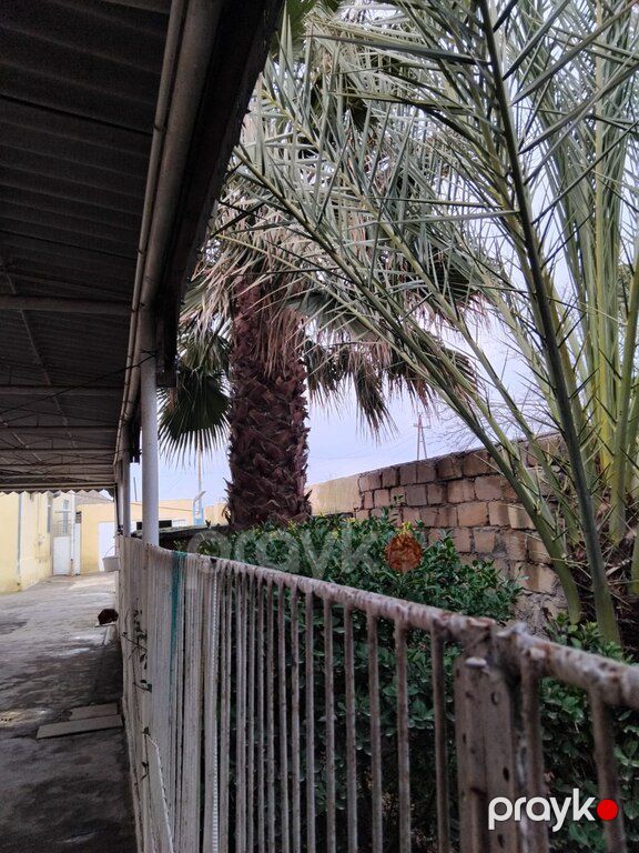 Palma ağacları — Bitkilər, Masallı (6)