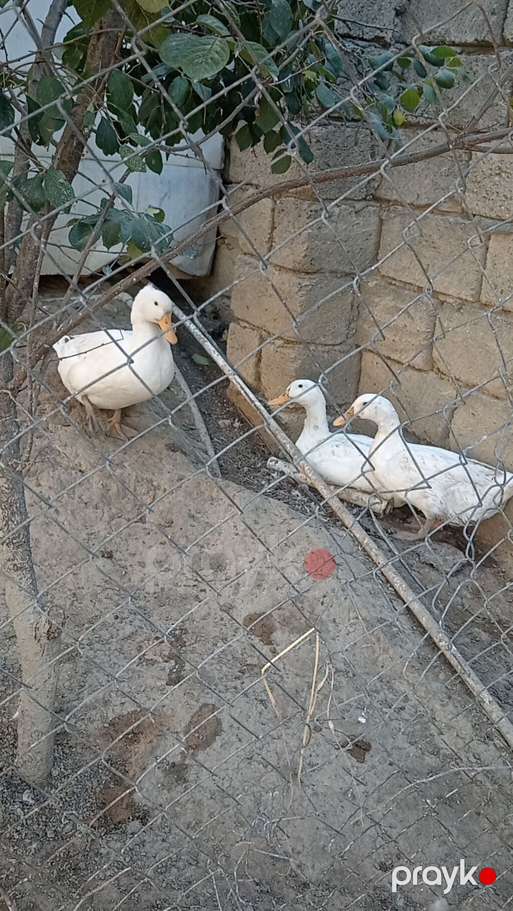 Sesdi ördey 3 ü 40 m — Digərləri, Saray (4)