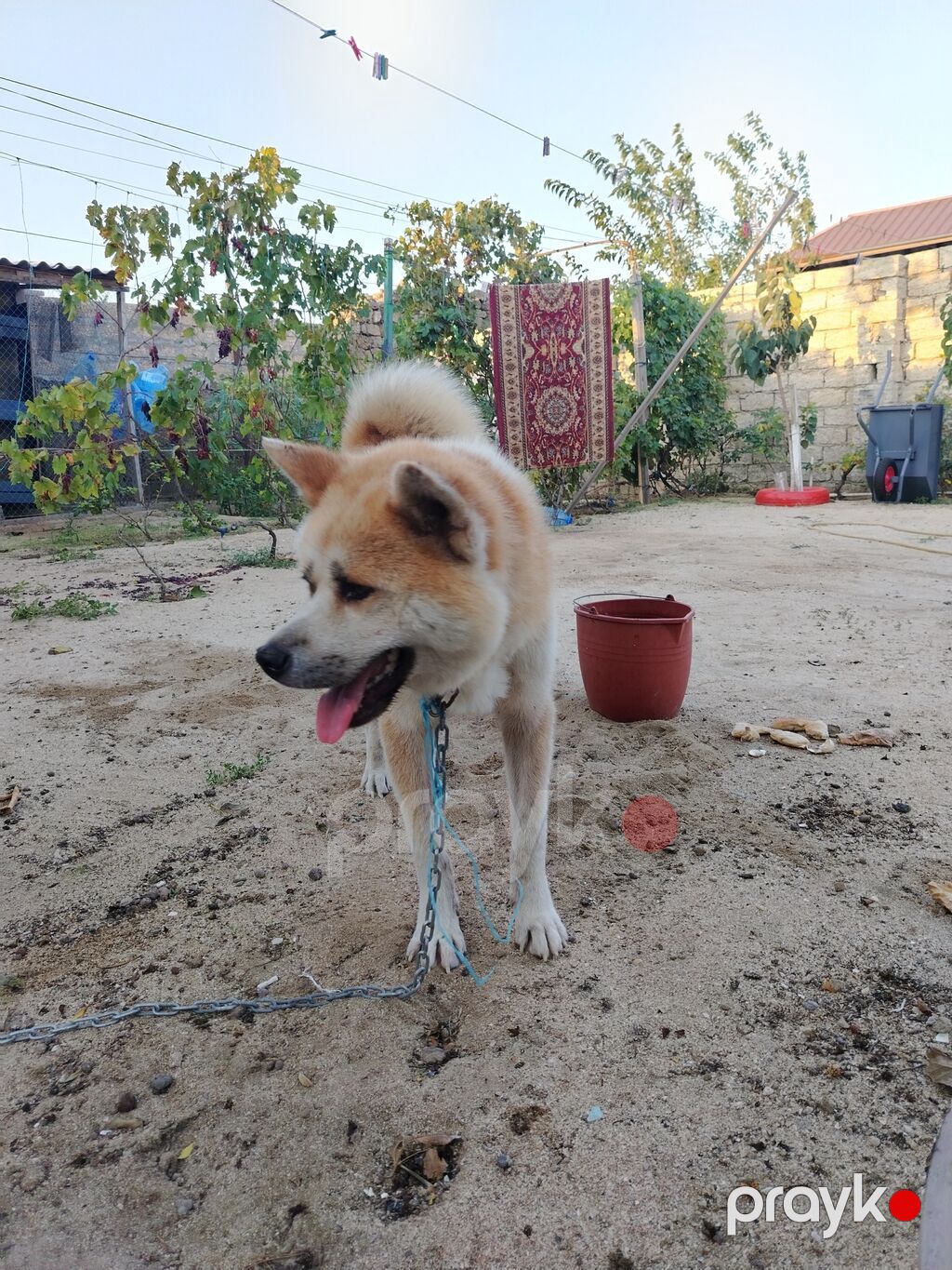 Akita-inu, Erkək, Ünvandan götürmə — Köpəklər, Bakı (2)