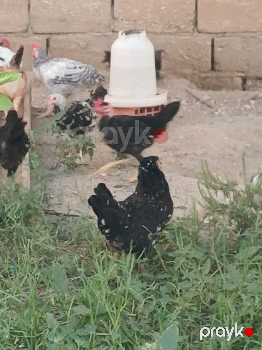Toyuq, Ətlik, Ünvandan götürmə — Toyuq və xoruz, Bakı (7)