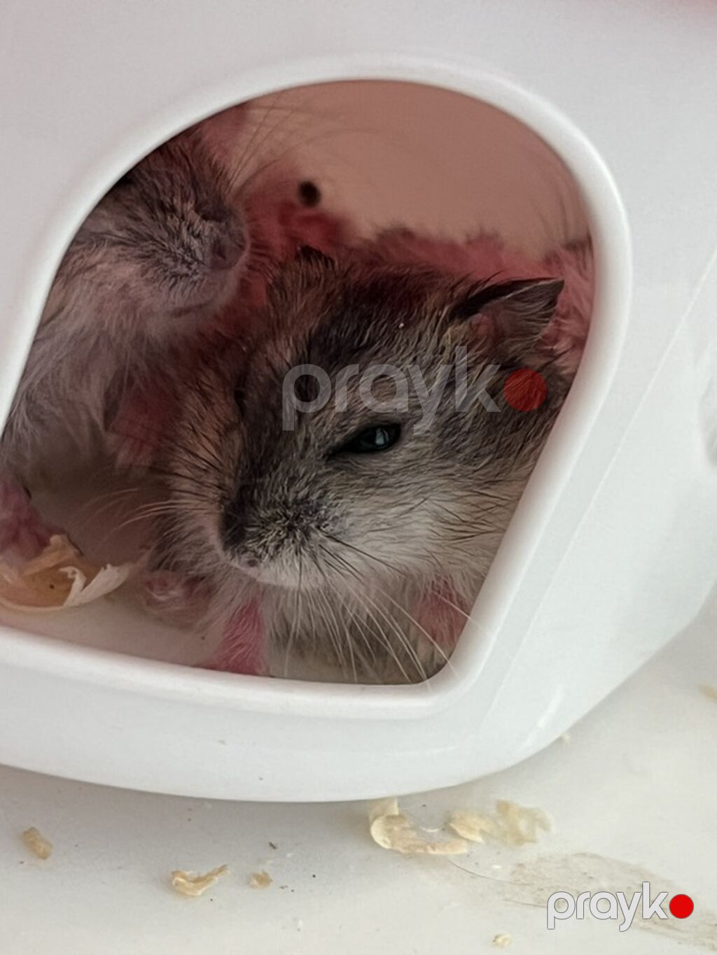 Cırtdan hamsterlər – ailəvi ev heyvanı - Növ: Cırtdan (dwarf) — Kəmiçilər, Xırdalan (2)