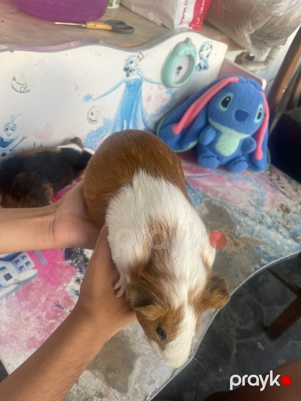Deniz donuzcugu morskaya svinka) (guinea pig) - Növ: Kobay (guinea — Kəmiçilər, Bakı (3)