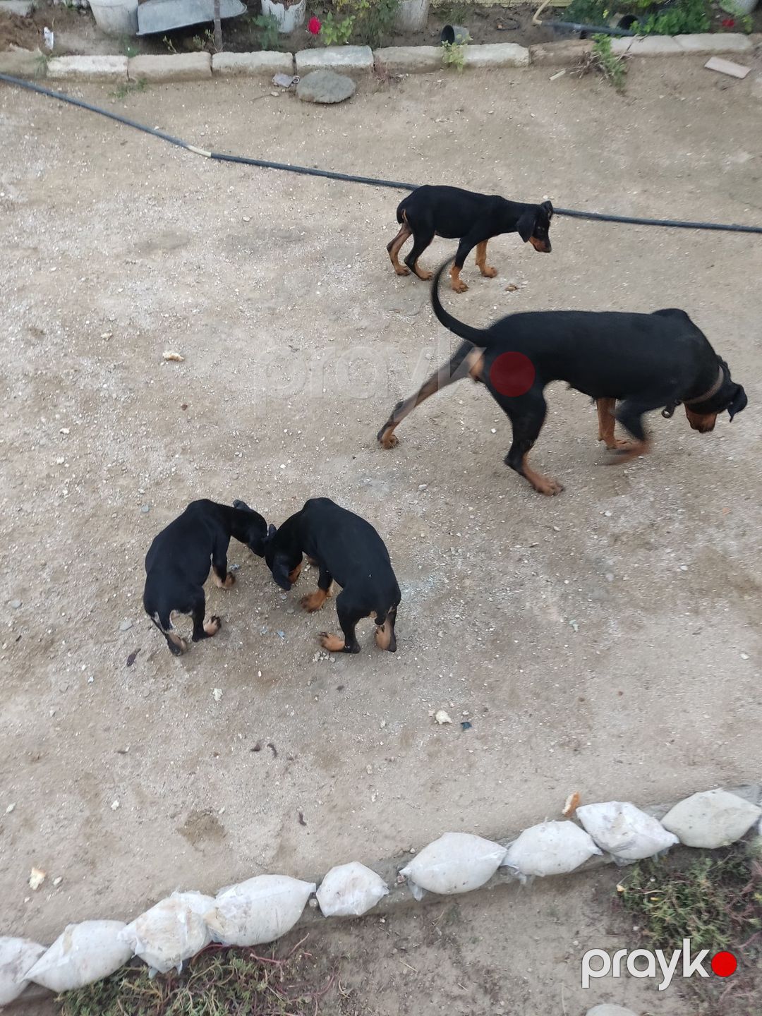 Doberman balaları — Köpəklər, Bakı (3)
