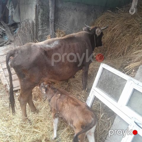 5 ci balani 2 aydi dogub balasi erkeydi gune 4 ltr sud verir saglam — Xaçmaz