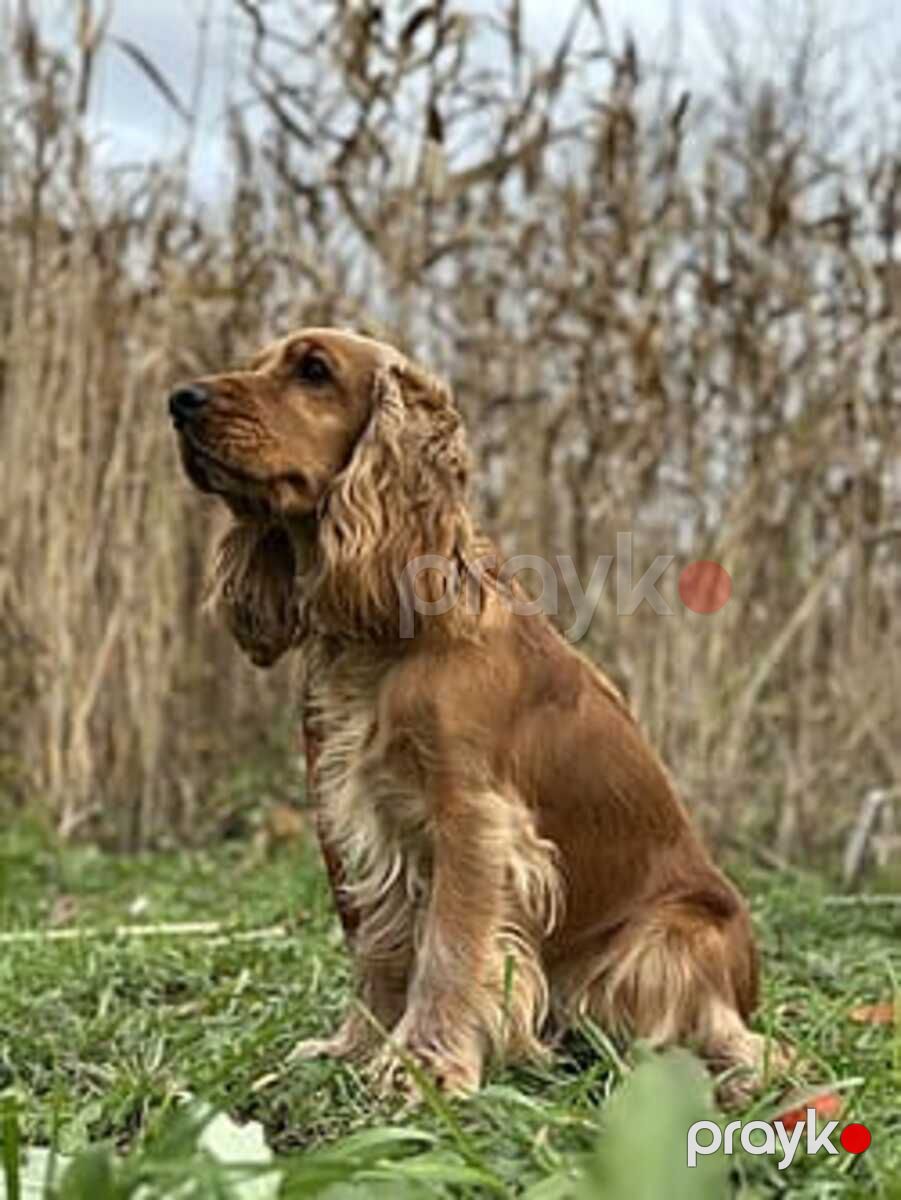 Koker Spaniel — Köpəklər, Bakı (3)
