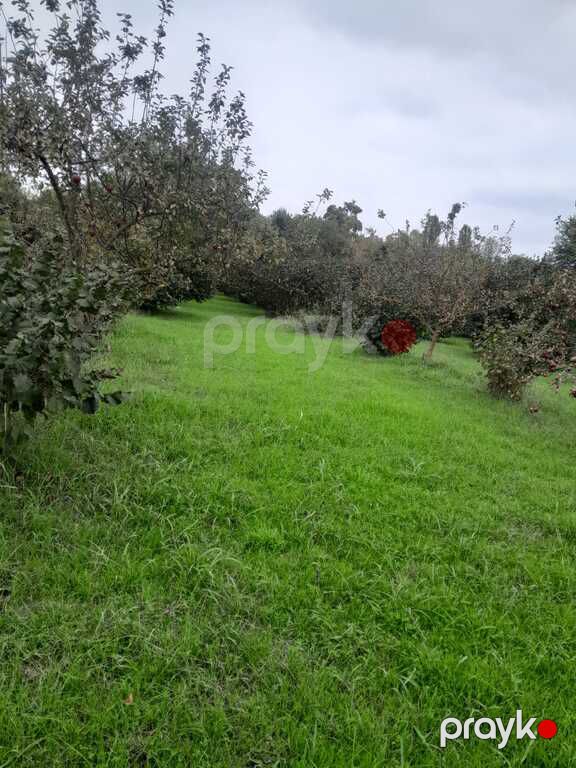 Satılır torpaq 40 sot — Torpaq, Qəbələ (6)