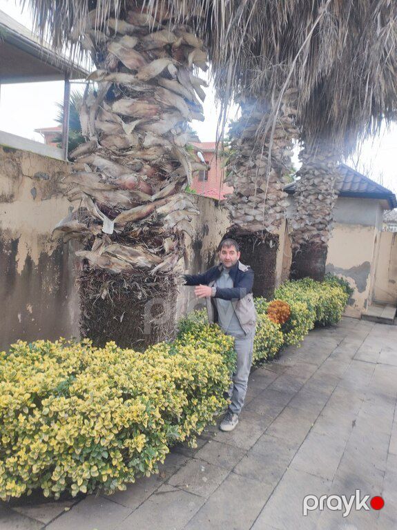 Palma finik — Bitkilər, Bakı (5)