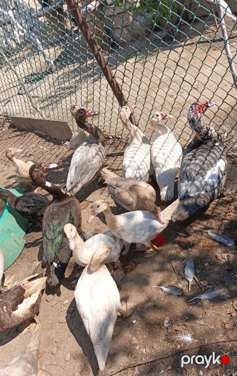 Muscovy ördekleri 7aylıqdılar sağlam heyvanlardı cinsləri təmizdi — Digah