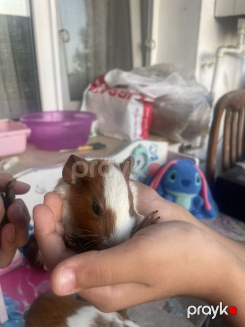 Deniz donuzcugu morskaya svinka) (guinea pig) - Növ: Kobay (guinea — Bakı