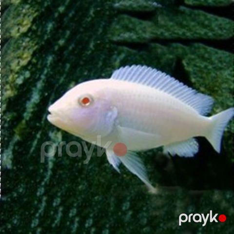 Pindani Albino balıqları — Bakı