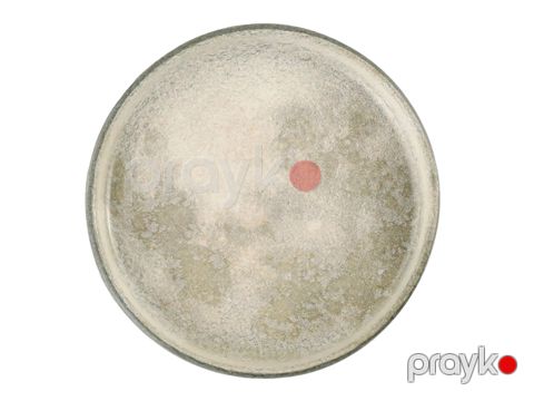 Boşqab Porland Stoneware 04SWA000022, keramoqranit, bej, 30 sm — Bakı