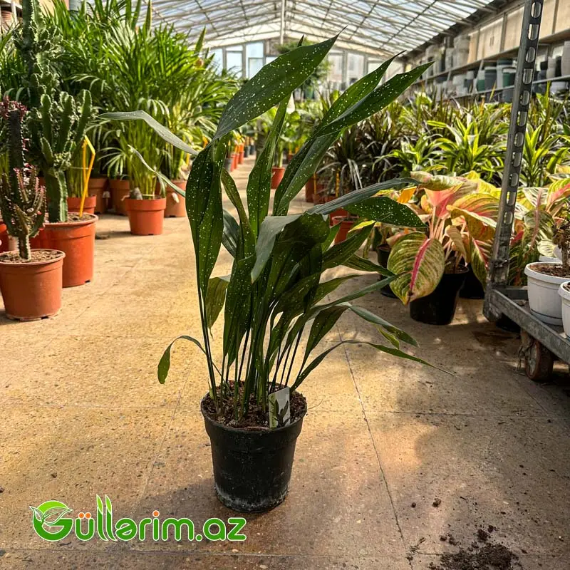 Aspidistra Milky Way / Ulduzlu Aspidistra — Bakı