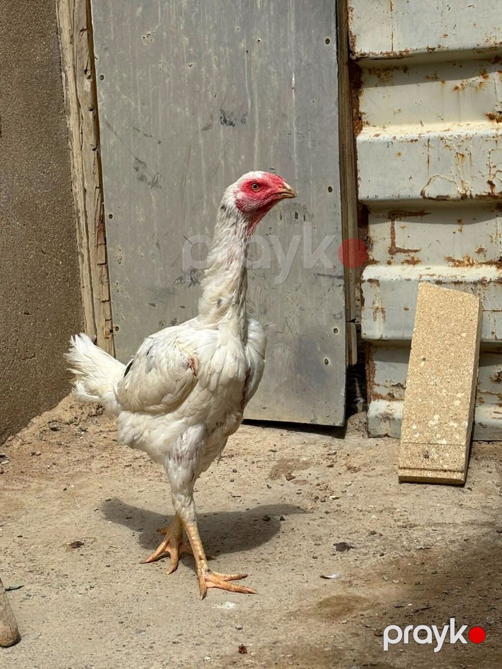 Salam daş pipik cins heyratı 1 illik tam sağlam aktiv — Digərləri, Bakı (10)