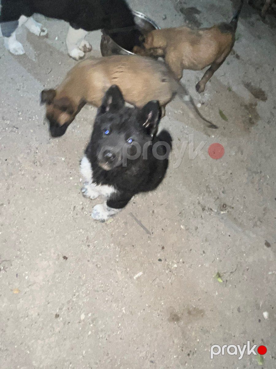 Akita-inu — Köpəklər, Bakı (6)